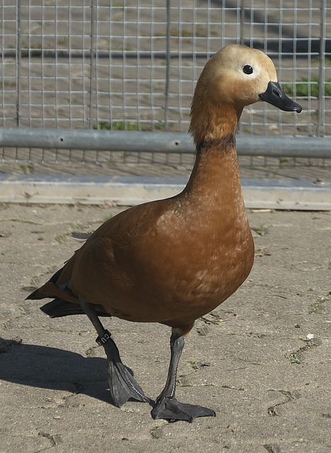 土耳其在中